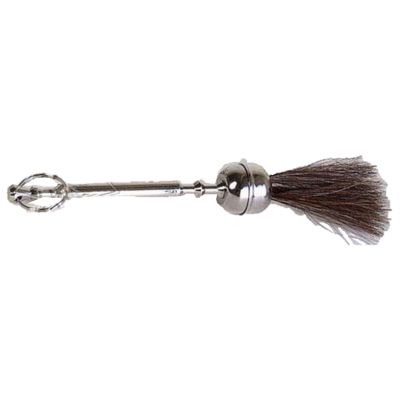 Asperge 21 - 30 cm