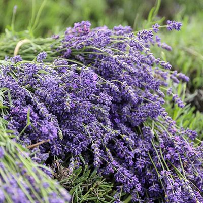 Lavender Bunch