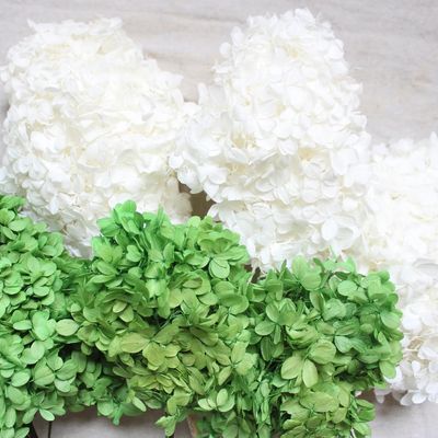 Preserved Basil Hydrangea