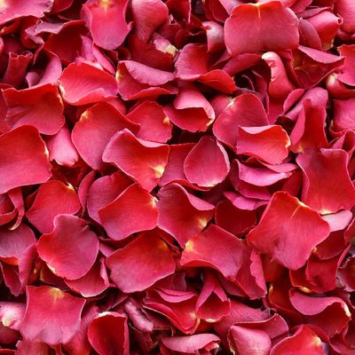 Red Rose Petals