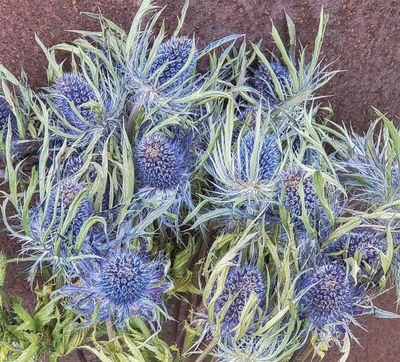 Dried Thistle Heads