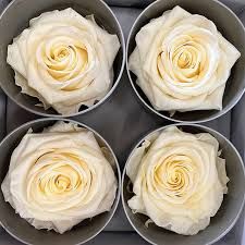 Cream Rose Heads / Pack of 20