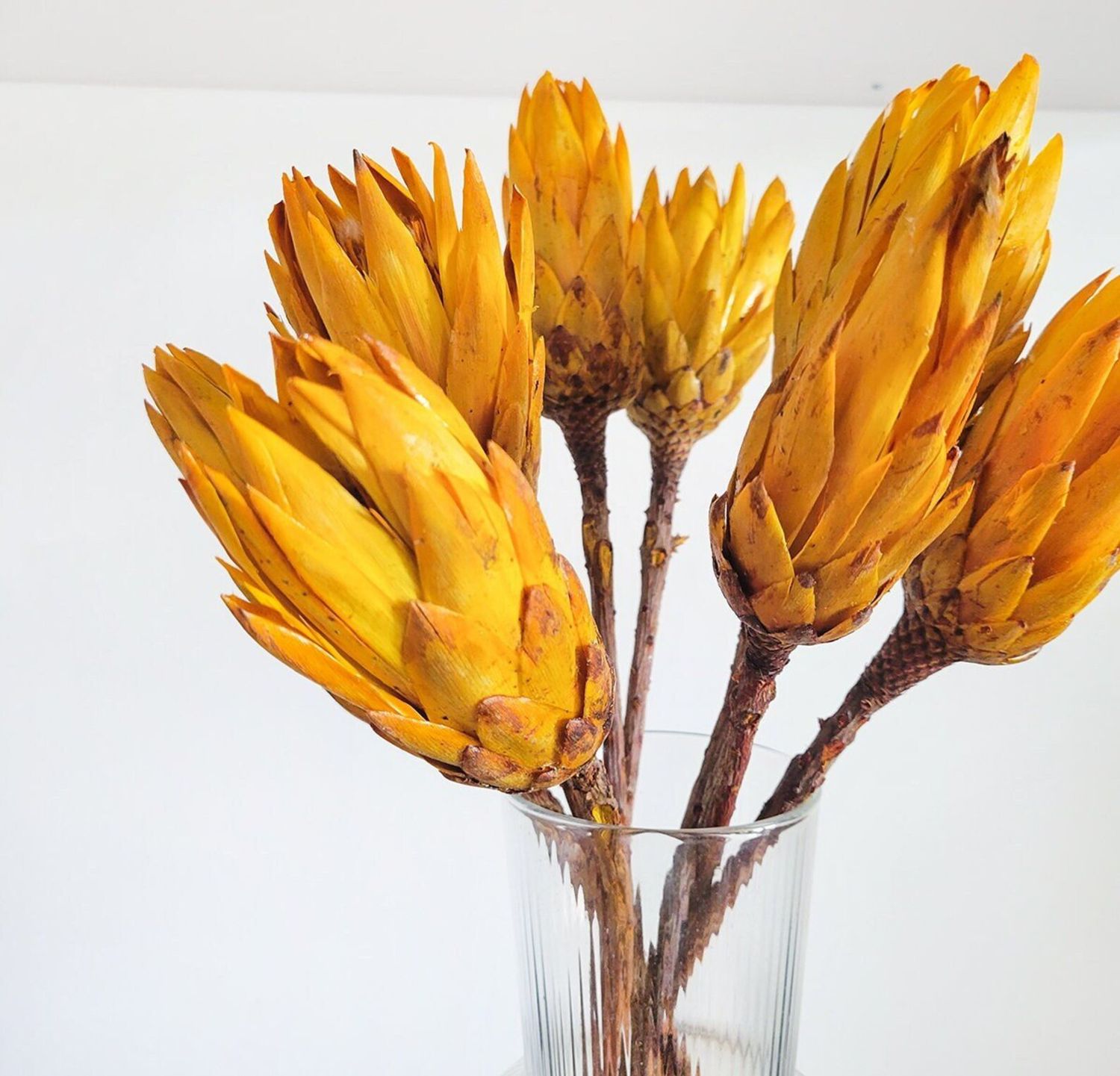 Protea Preserved Flower Arrangement