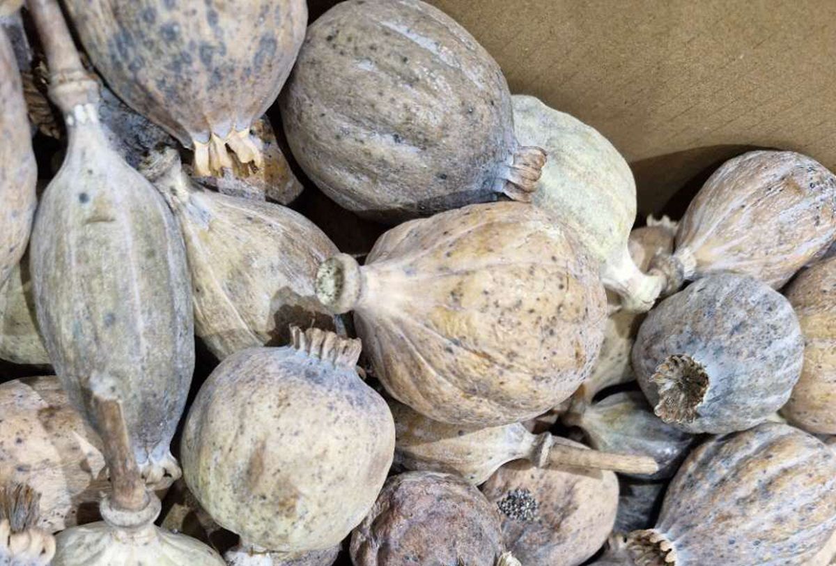 8.4kg (approx. 18.5lbs) - Dried Decorative Bulbs