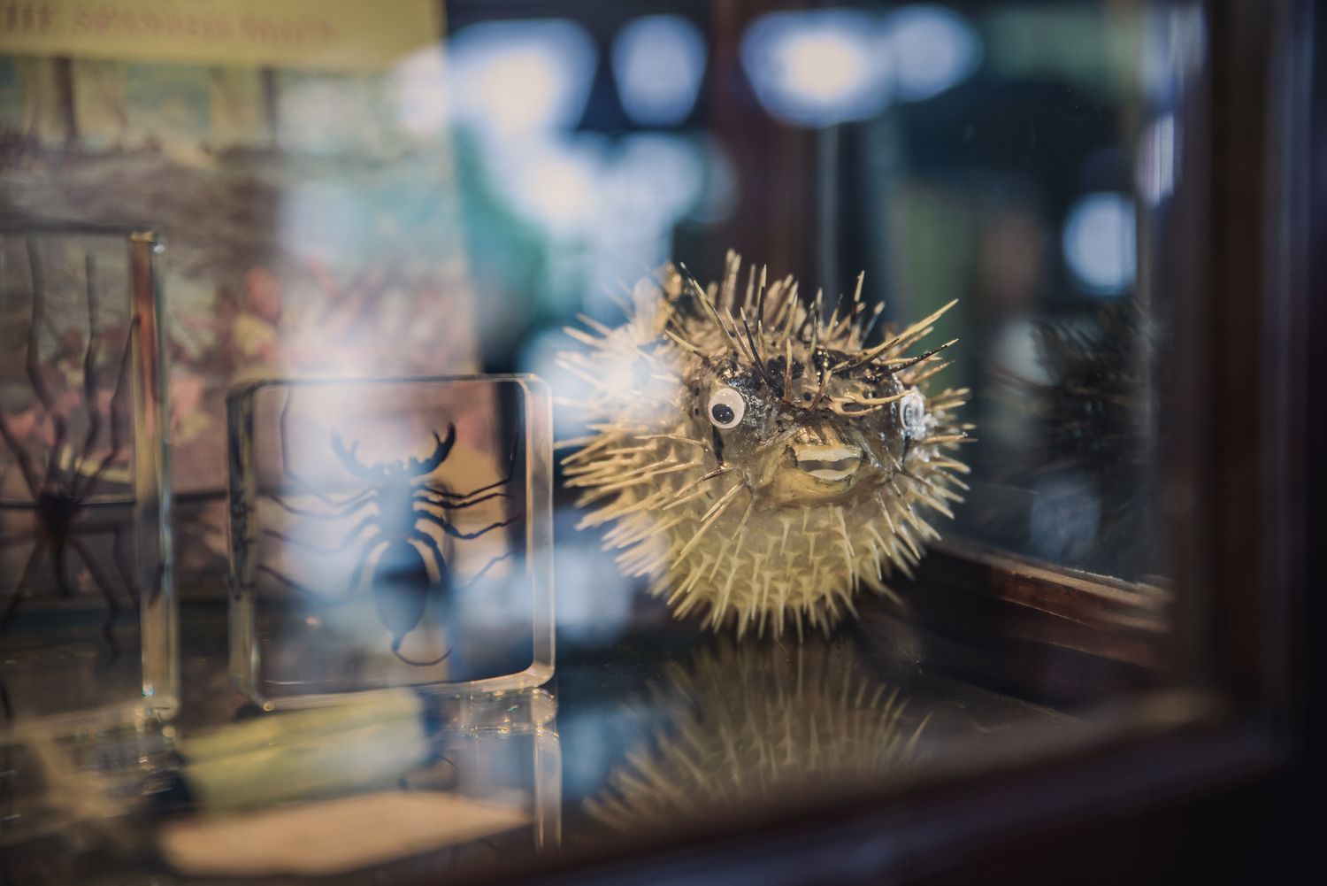 Dried Porcupine Fish