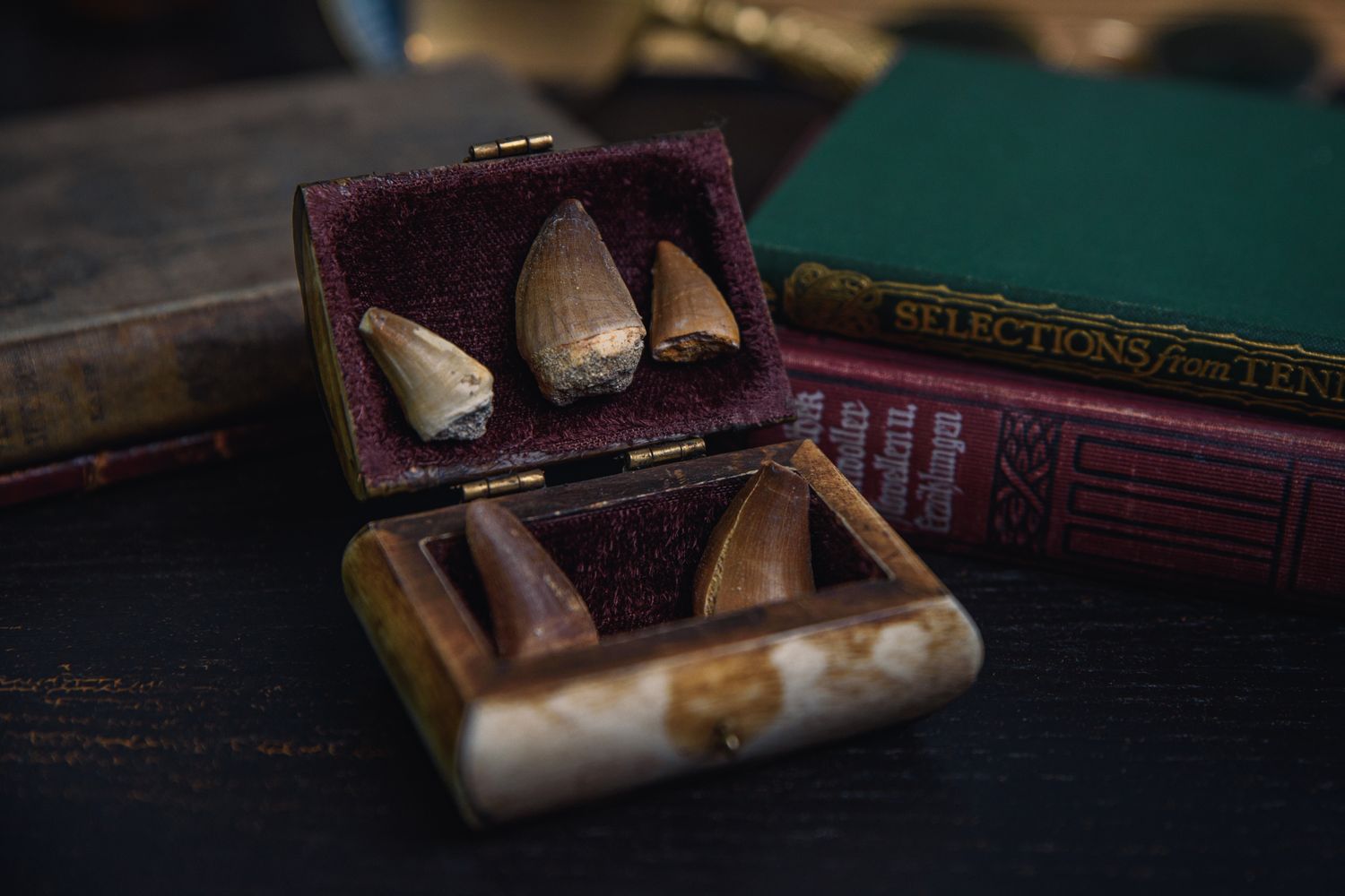 Dinosaur Teeth