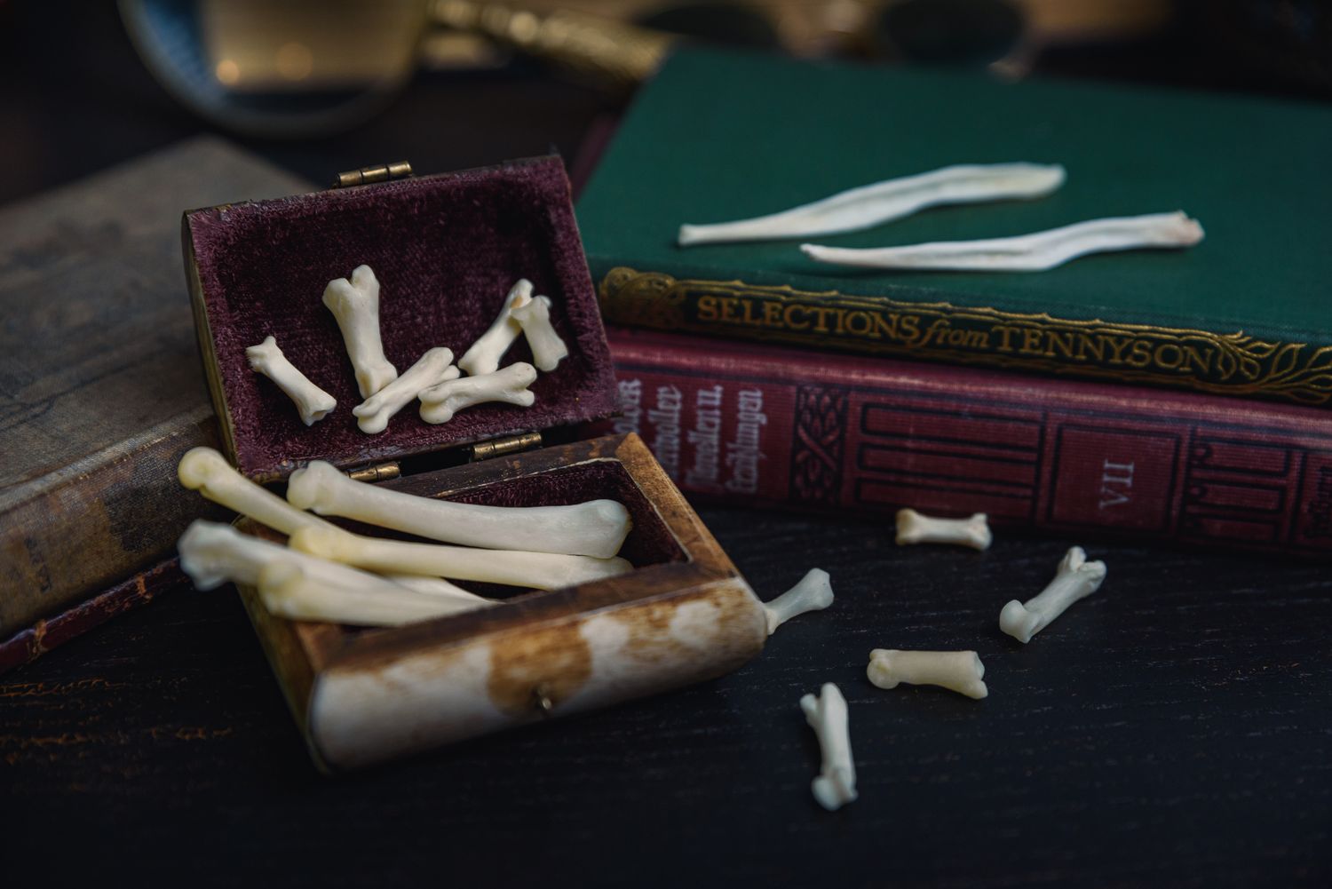 Coyote Bones