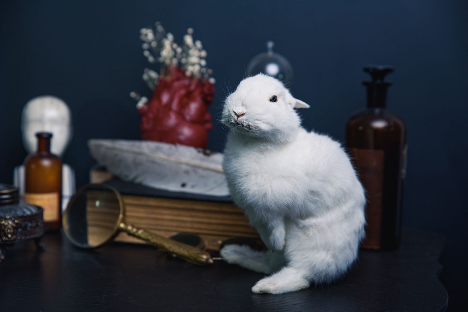 White Rabbit Full Body Taxidermy Mount