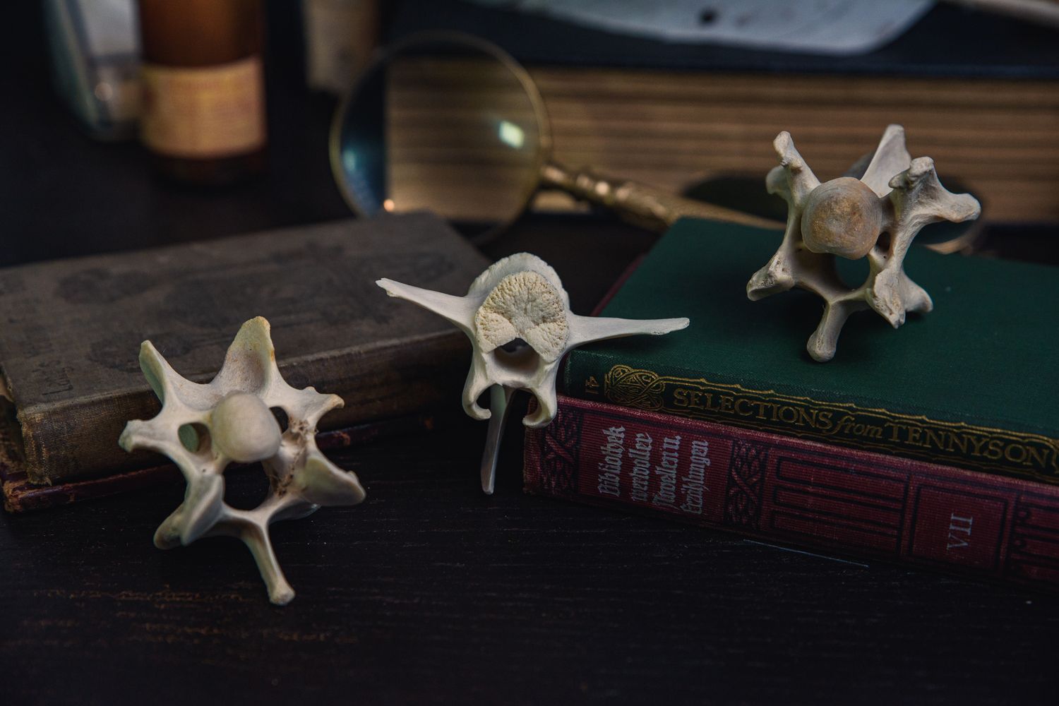 Wild Boar Neck Vertebrae