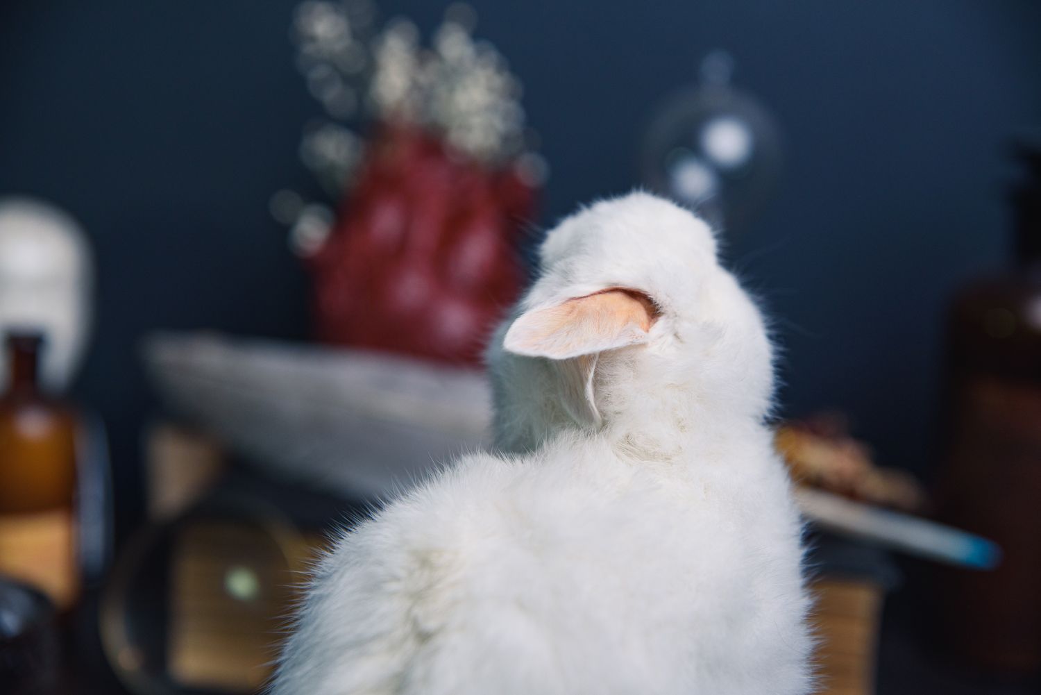 White Rabbit Full Body Taxidermy Mount