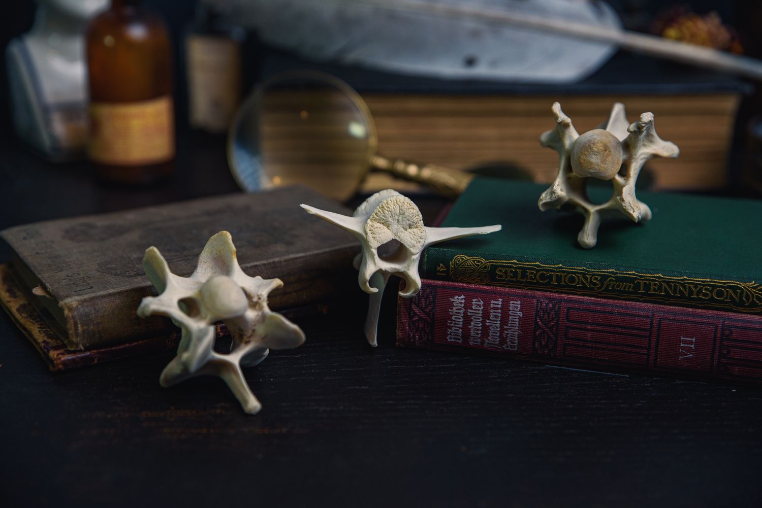 Wild Boar Neck Vertebrae