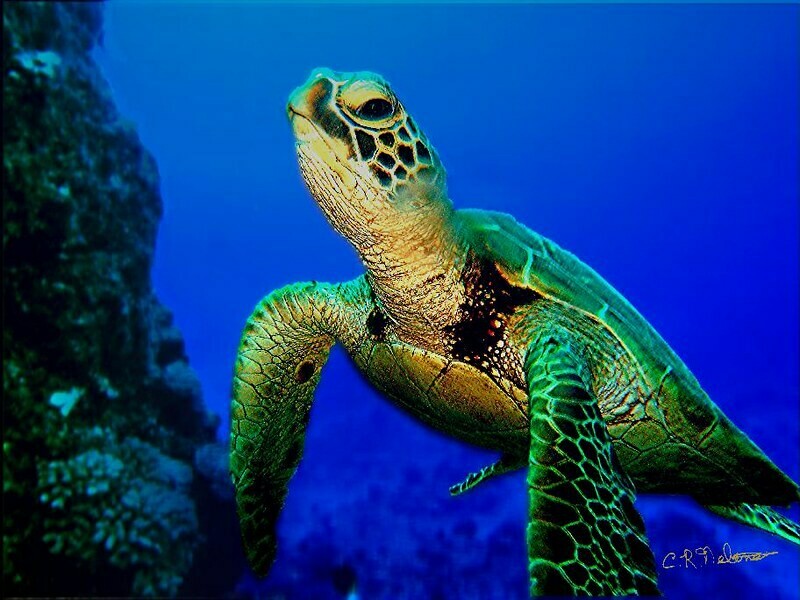 Adopt A Green Sea Turtle