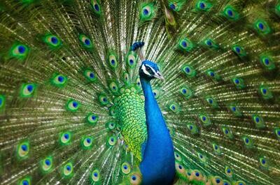 Adopt A Peacock