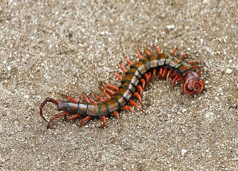 Adopt A Centipede