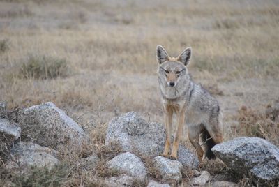 Adopt A Jackal