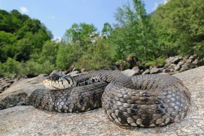 Adopt An Anaconda