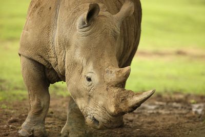 Adopt A Rhinoceros