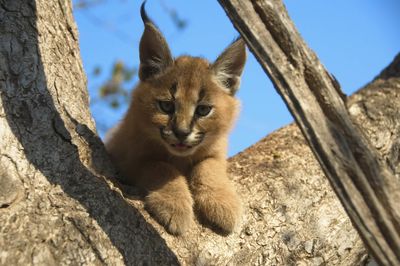 Adopt A Lynx