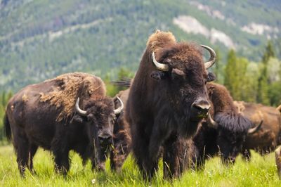 Adopt A Bison
