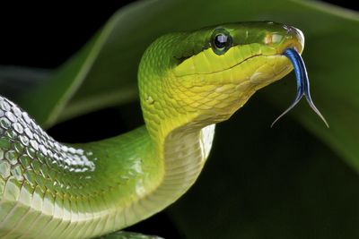 Adopt A Snake