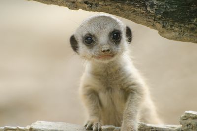 Adopt A Meerkat