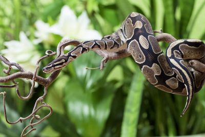 Adopt A Python