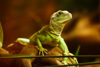 Adopt A Water Dragon