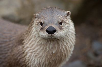 Adopt An Otter