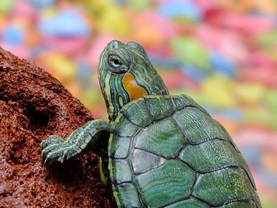 Adopt A Turtle