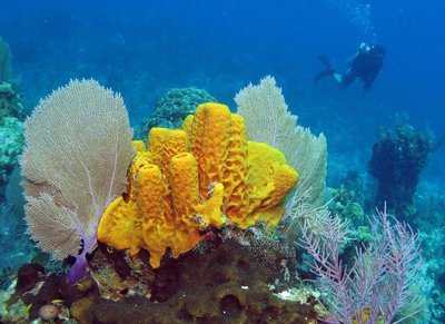 Adopt A Sponge