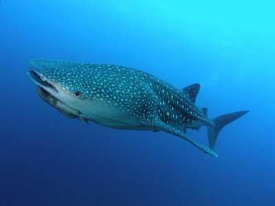 Adopt A Whale Shark