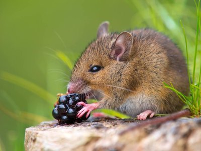 Adopt A Mouse