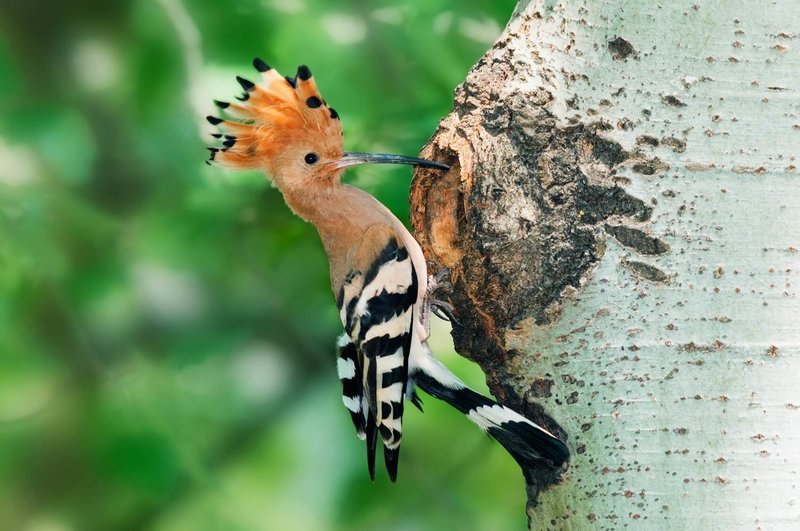 Adopt A Woodpecker