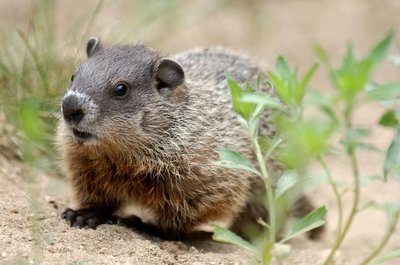 Adopt A Woodchuck
