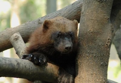 Adopt A Wolverine