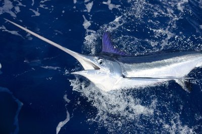 Adopt A Swordfish