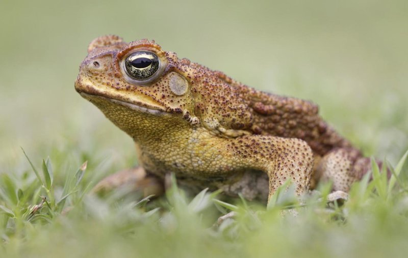 Adopt A Toad