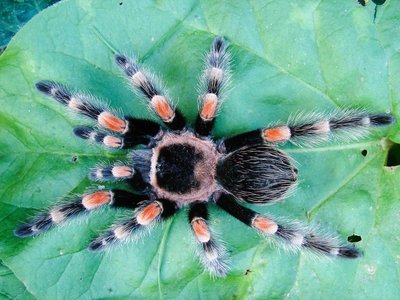 Adopt A Tarantula