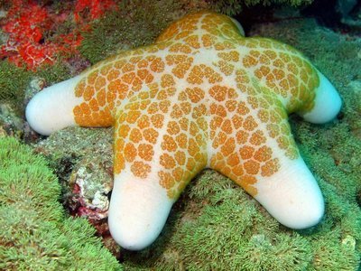 Adopt A Starfish