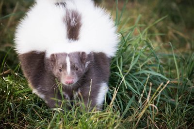 Adopt A Skunk