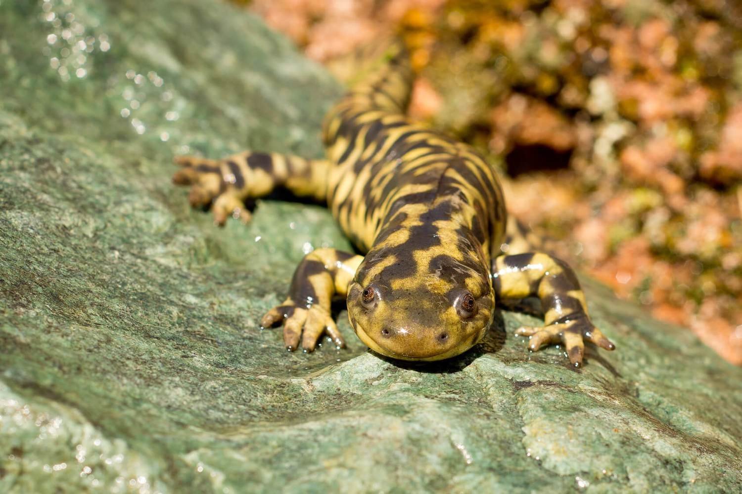 Adopt A Salamander