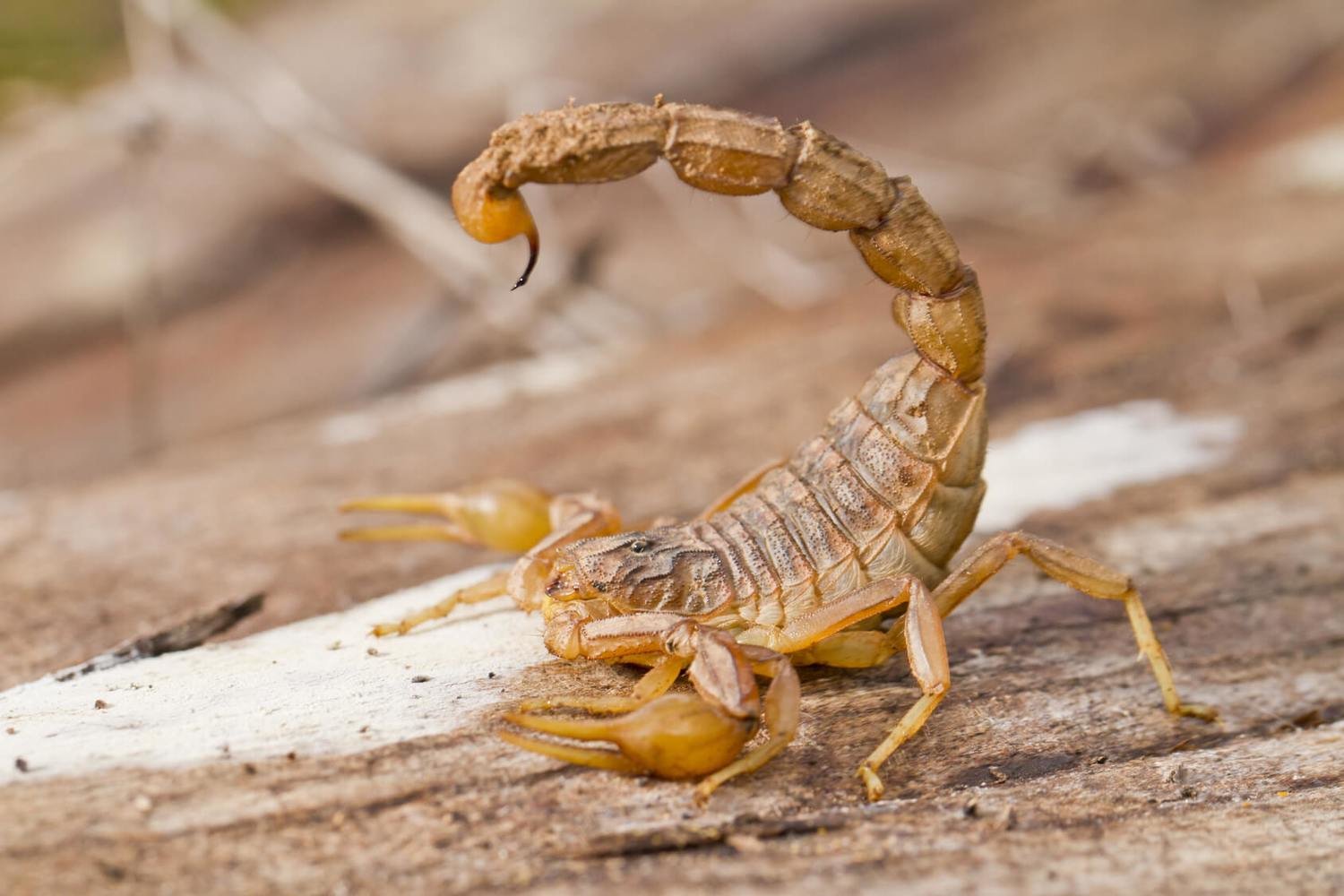 Adopt A Scorpion