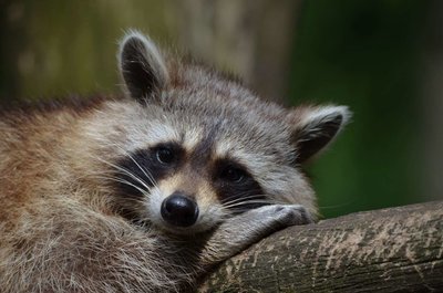 Adopt A Raccoon
