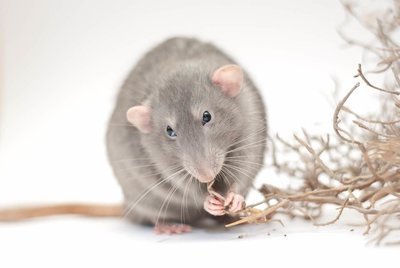 Adopt A Rat