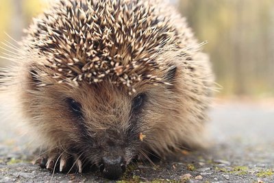 Adopt A Porcupine