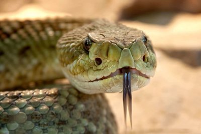 Adopt A Rattlesnake