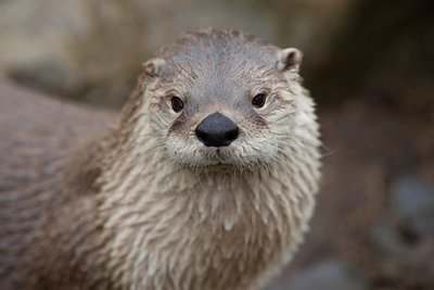 Adopt An Otter