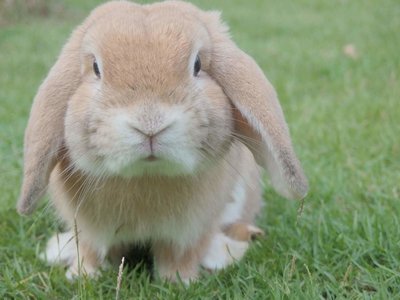 Adopt A Rabbit