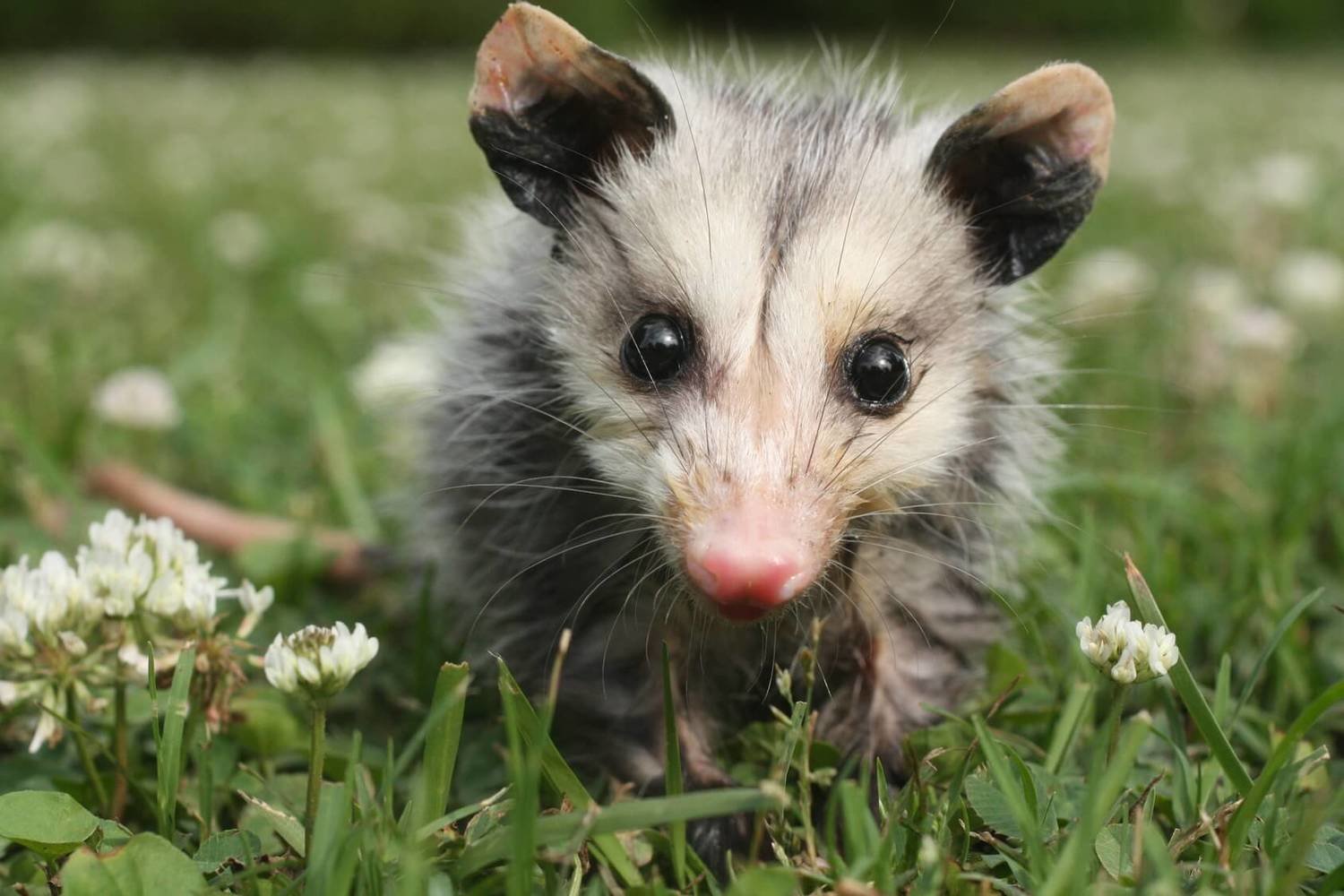 Adopt An Opossum