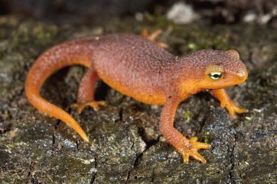 Adopt A Newt
